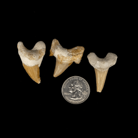 Shark teeth, Morroco Fossil 35-45 mm